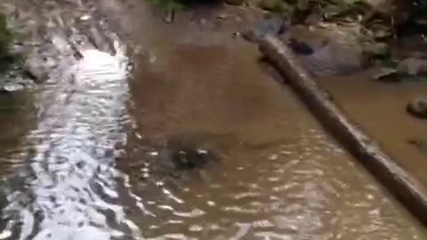 Man on yellow dirt bike falls in muddy water