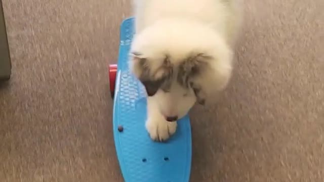 Australian Shepherd Puppy Skateboarding