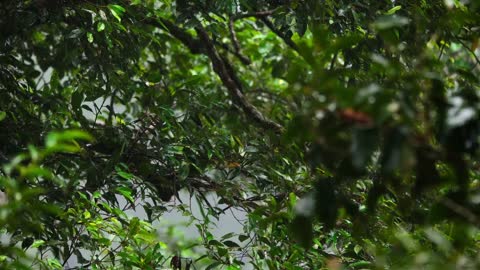 Eagle in the rain cast forest