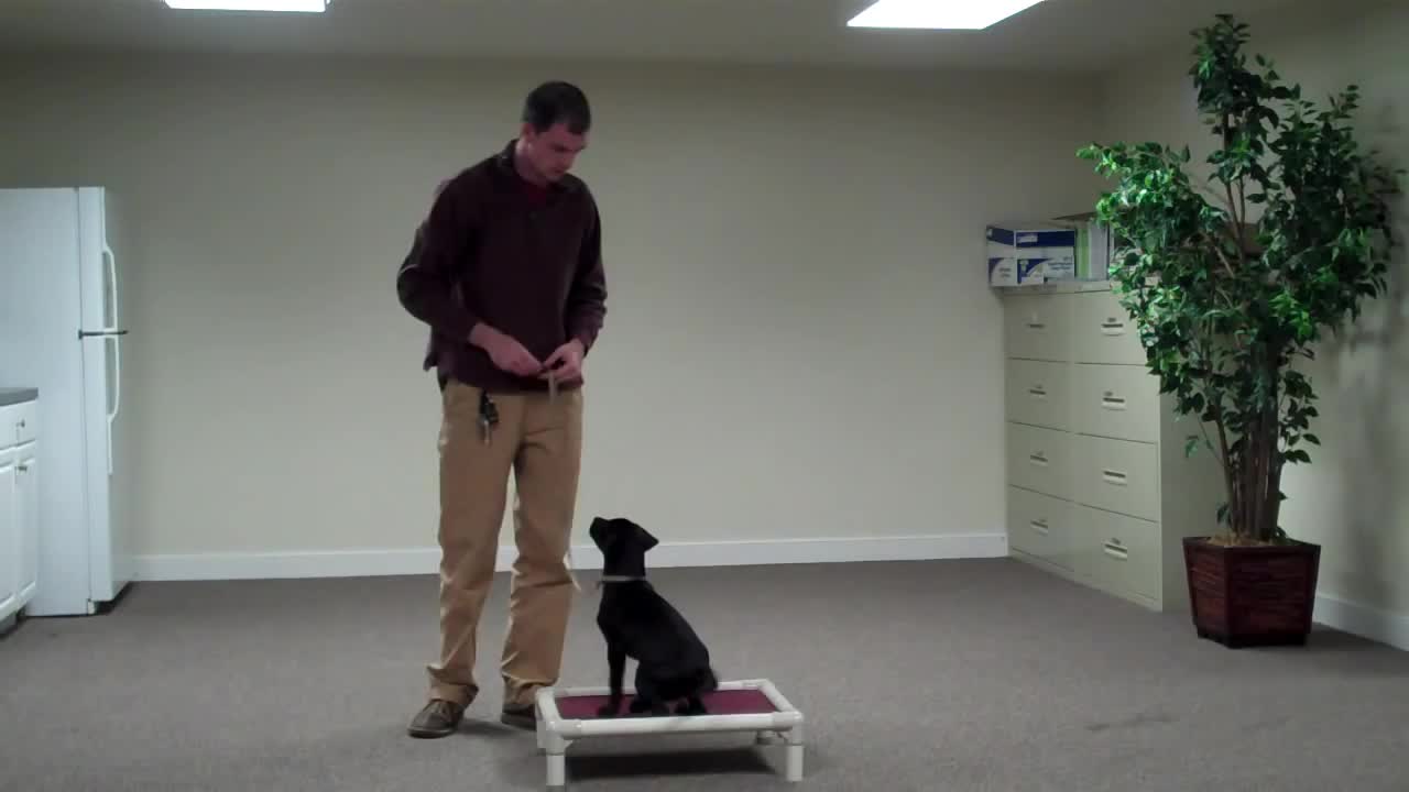 Training with 10 week old lab puppy