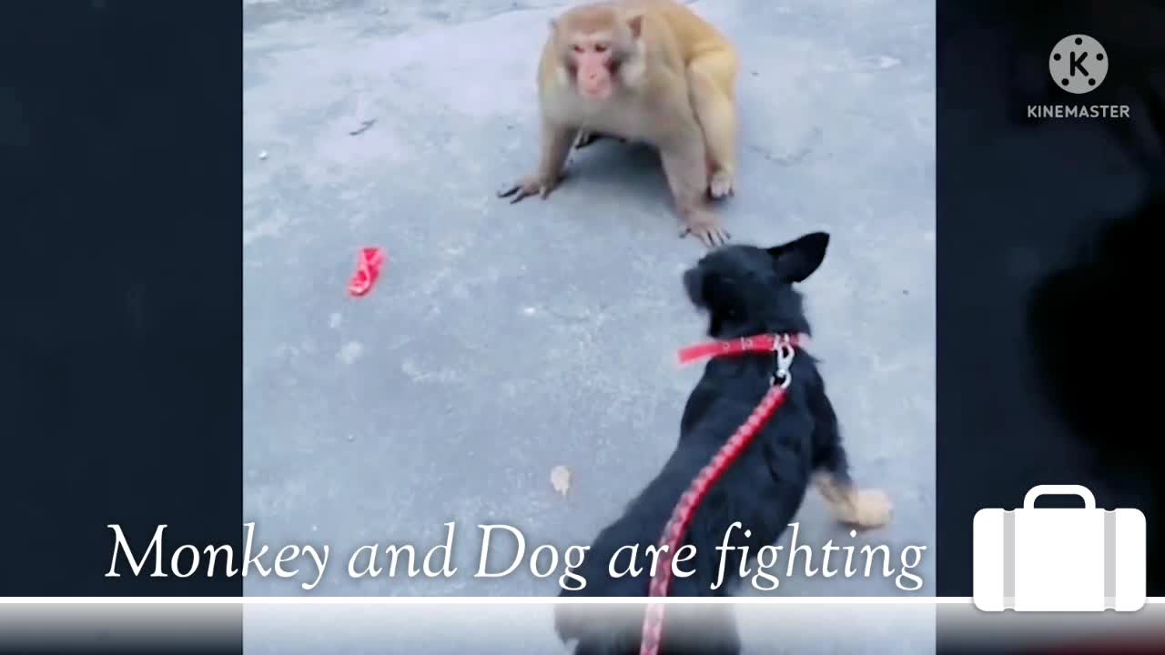 Funny and Cute Monkey and dog