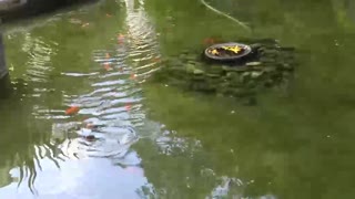 Relax & Watch Koi Fish