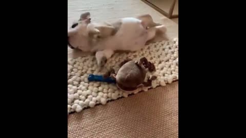 puppy trying to get up