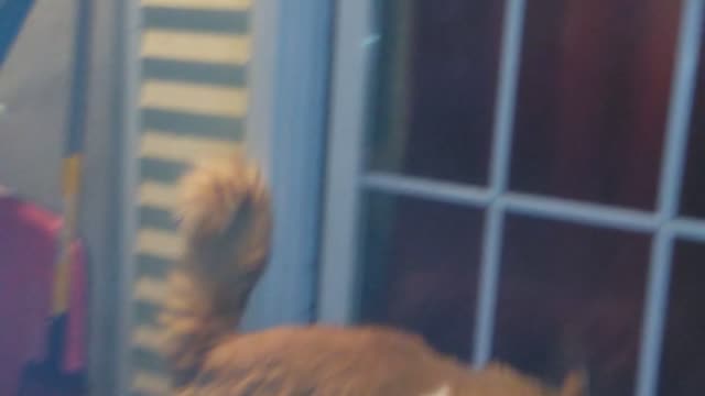 Peachy fuzzy pants strikes again! The moth attack cuties kitty cat ever