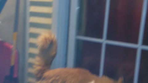 Peachy fuzzy pants strikes again! The moth attack cuties kitty cat ever