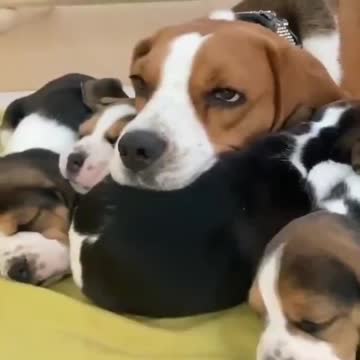 Familia de cachorrinhos lindos