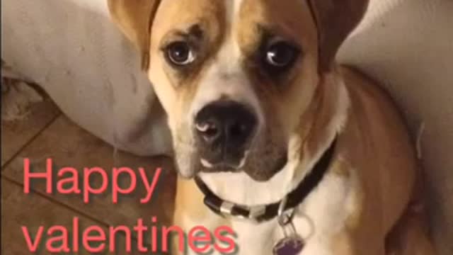 Hobbs Happy Valetines Day