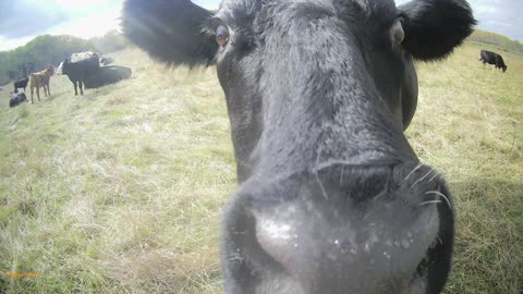 cow gives me a sniff2