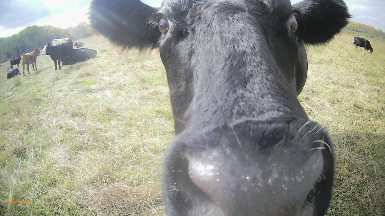 cow gives me a sniff2