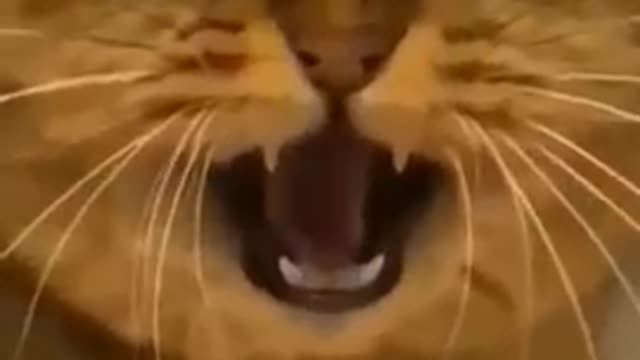 Most funny cat videos😺😺😺😻😻😻