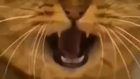 Most funny cat videos😺😺😺😻😻😻