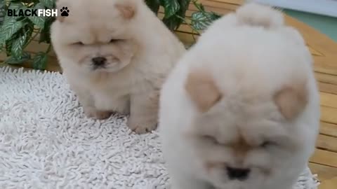 A DOG or a BEAR? - Chow Chow puppies