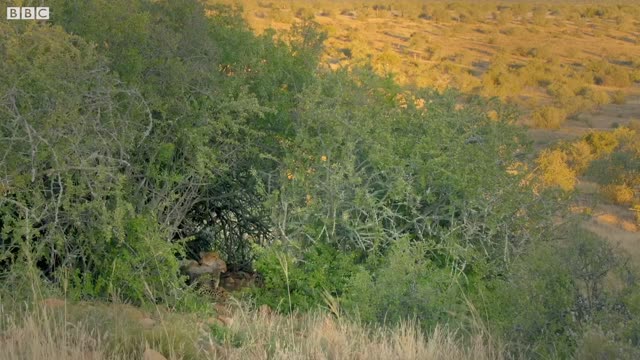 Cheetahs Enter Stealth Mode | The Cheetah Family & Me | BBC Earth