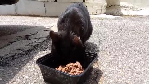 Black cat Nero limping his front legs and eating.