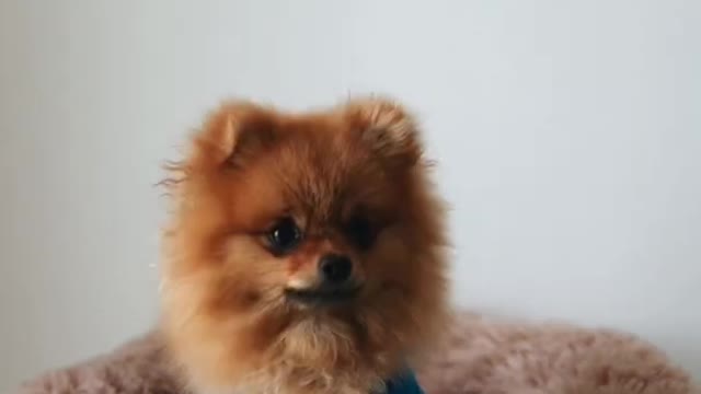 Cute Dog Training video