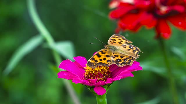 Animal World.1