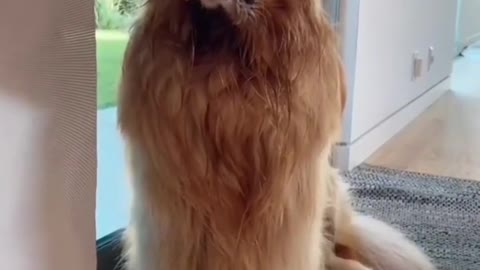 Golden Retriever Love | Dog Funny | Dog Life | Cute dog | Pet Planet