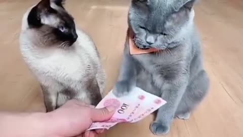 Funny cats and dogs