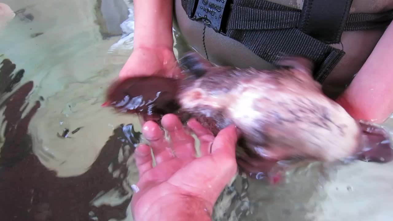 Friendly Baby Platypus