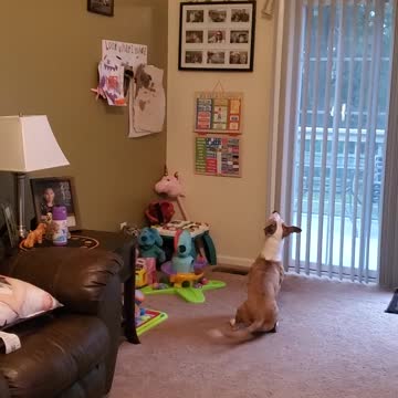 Just a Dog & a Balloon