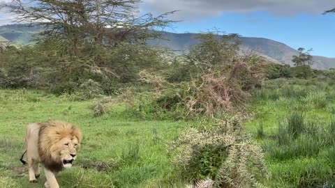 lion video jungle