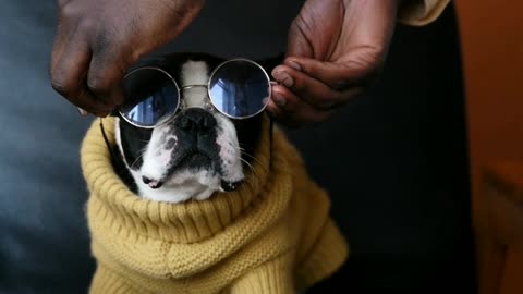 About fact dog