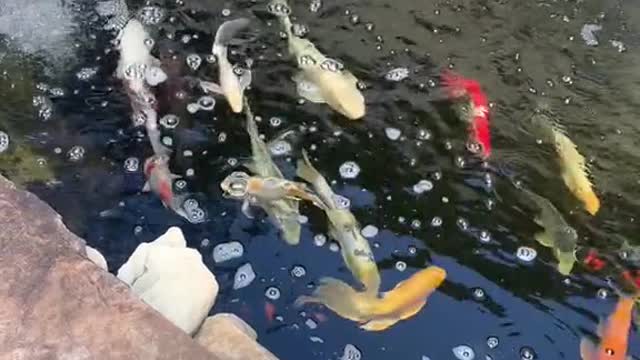 Koi fish pond