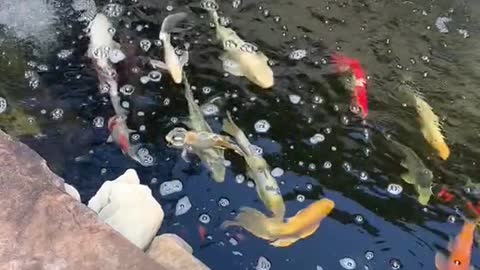 Koi fish pond