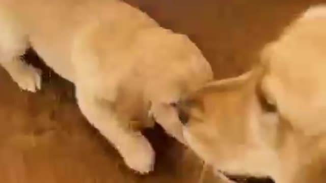 DOG MEET HER NEW PARTNER BROTHER