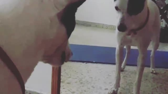 Arguing with the dog in the mirror