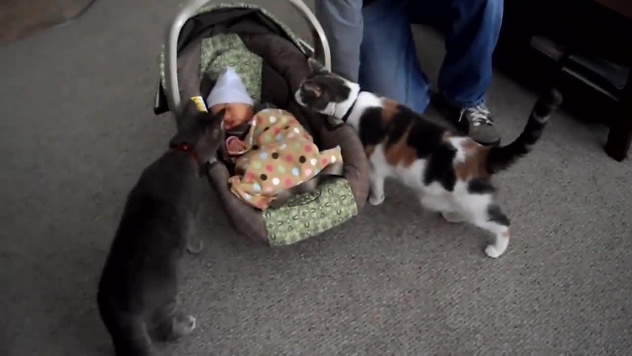 Cats and babies interaction | Compilation