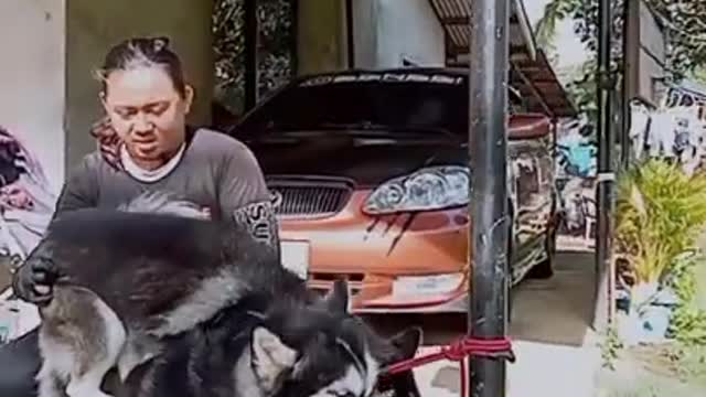 Nice dog
