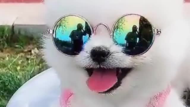 Dog in Tint Glasses Funny Video