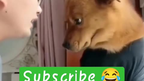 Funny dog