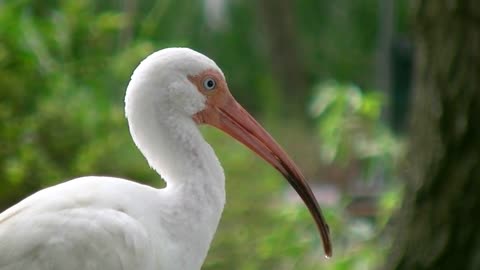 White stork with long orange beak - bird