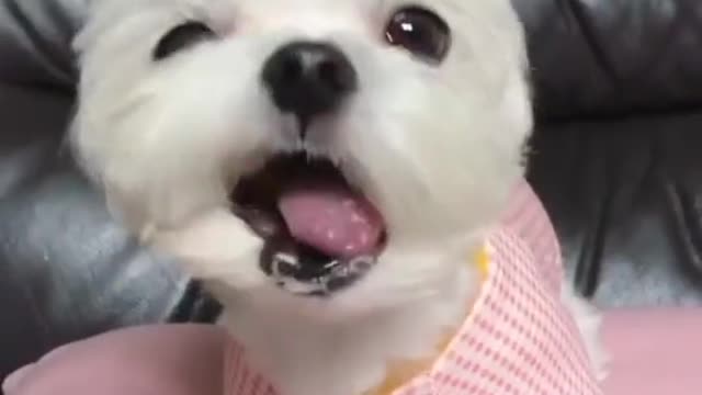 Cute dog funny moment 2022 | dog very funny video| cute honny2022