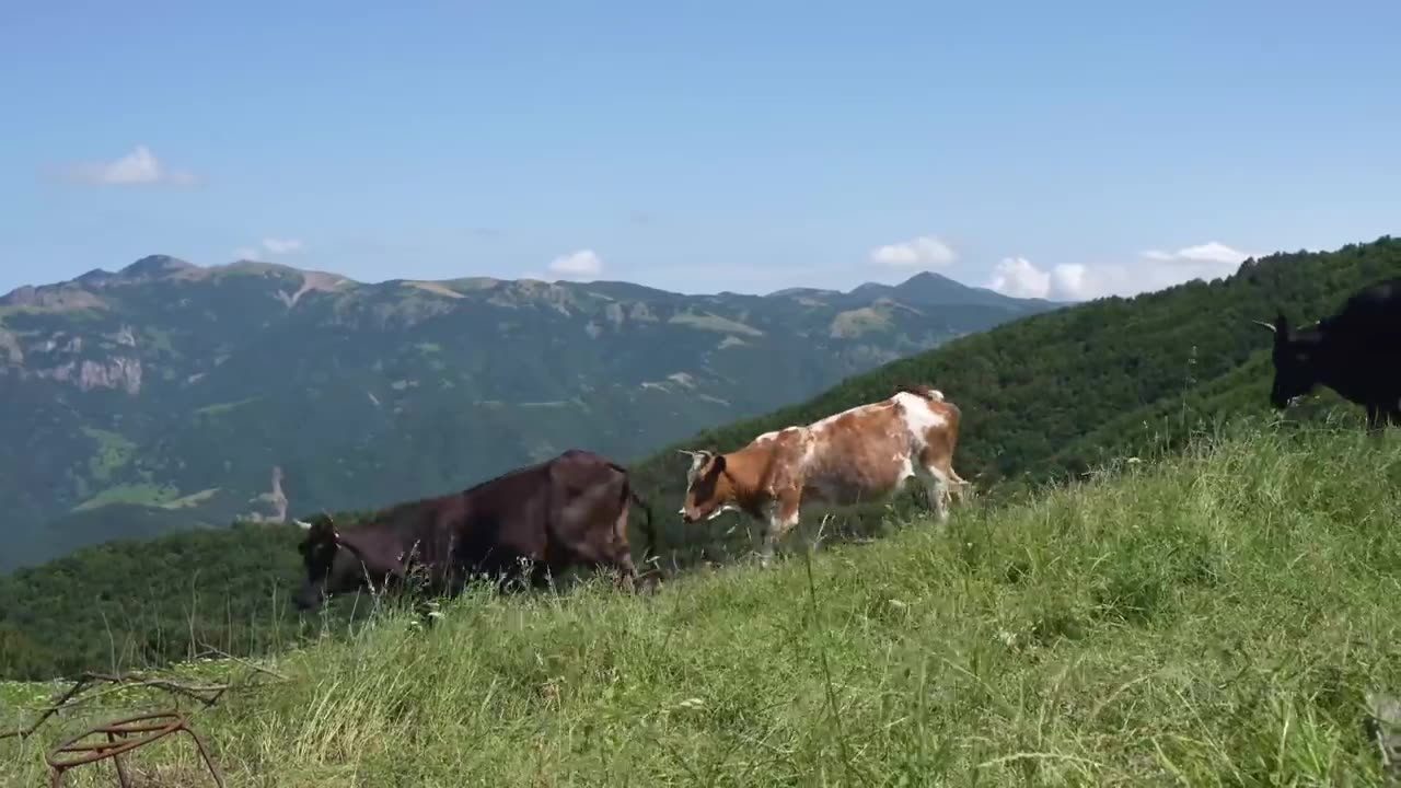 Beautiful nature and wildlife in the NORTH OF IRAN ( part1)