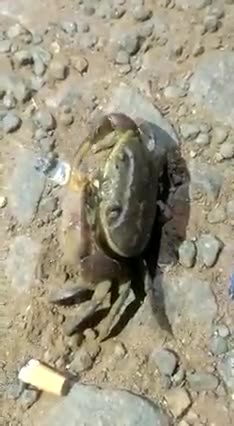 If I told you I saw a crab on the boardwalk