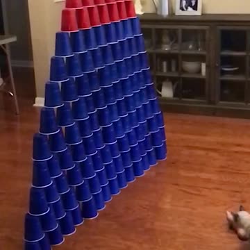 Adorable Kitty Scores Perfect Game In Living Room Bowling