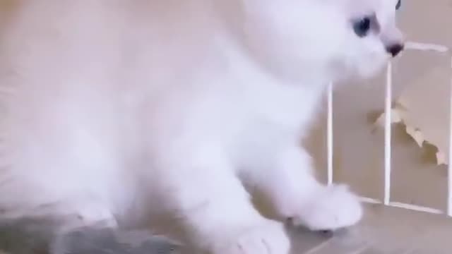 Kitty is so clever