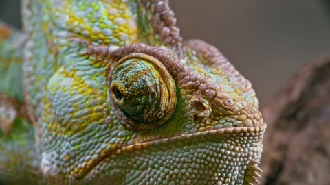 Filming the eyes of a chameleon