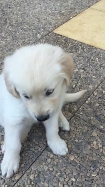 Cute Golden Retriever is Toyed with by Owner