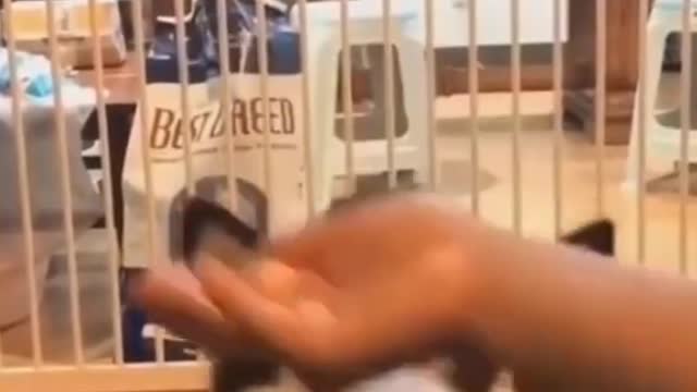 Funny dog video