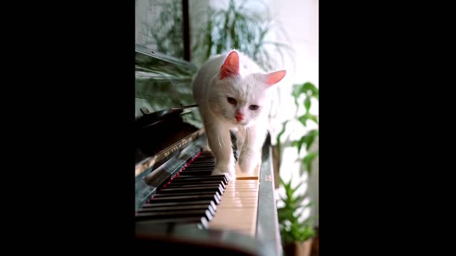 The piano player cat