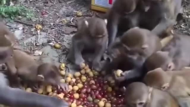 🐵🐒🐒🐒🦧🦧 give me food 🥑🍋🫒🫒🫐🫐🍒🍒