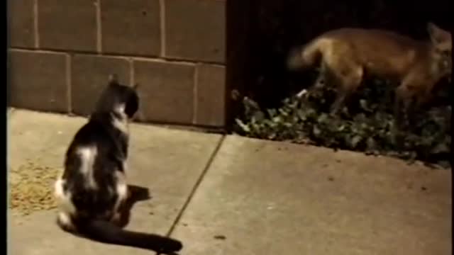 Fox vs. Cat