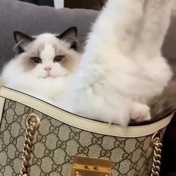 Funny moments with cat #37 🐈😺