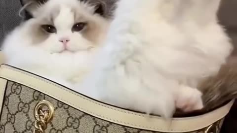 Funny moments with cat #37 🐈😺