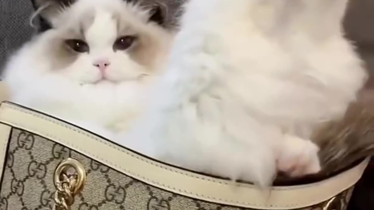 Funny moments with cat #37 🐈😺