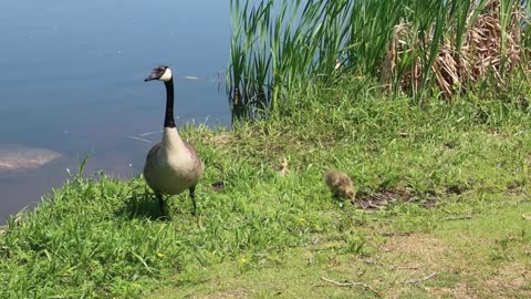 Two baby geese with their mother